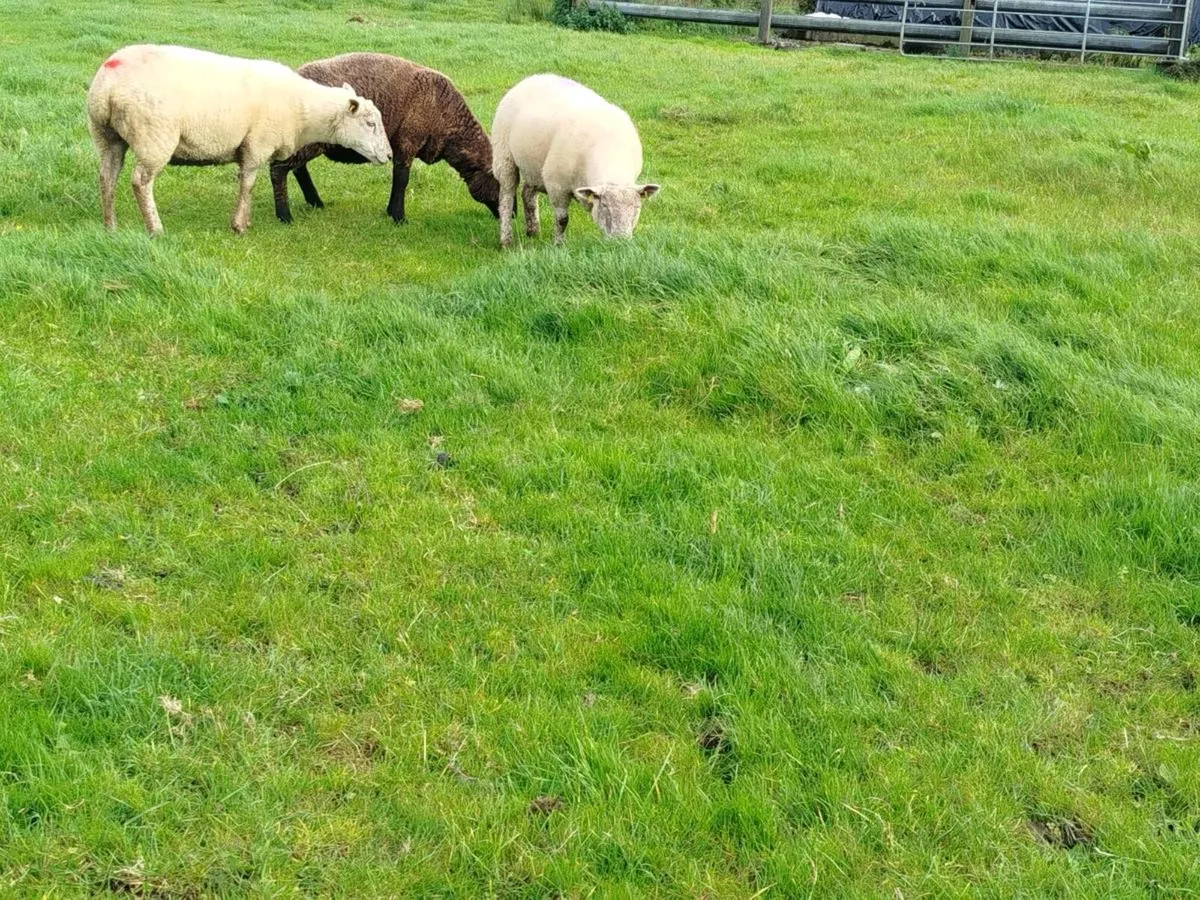 3 hoggets and a third crop ewe - Image 1