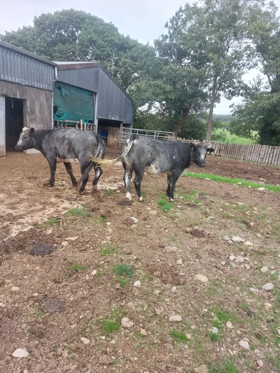 2 cow makers - Image 1