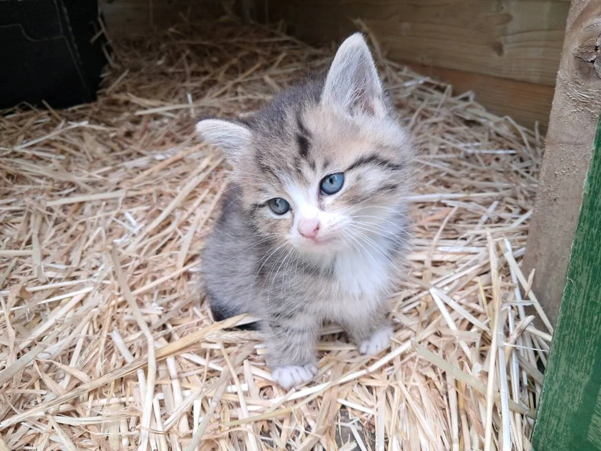 Kittens - Image 2
