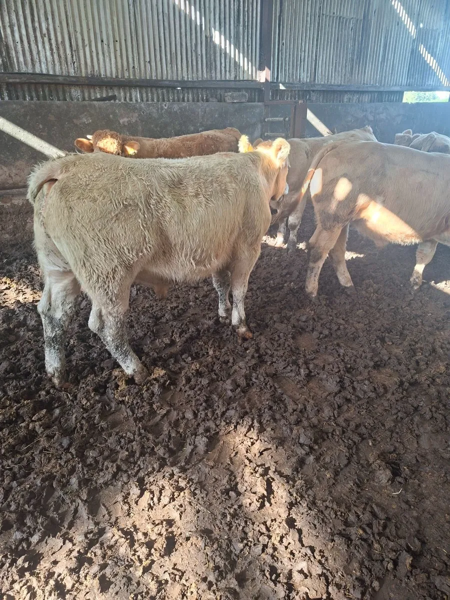 Charolais bullocks - Image 1