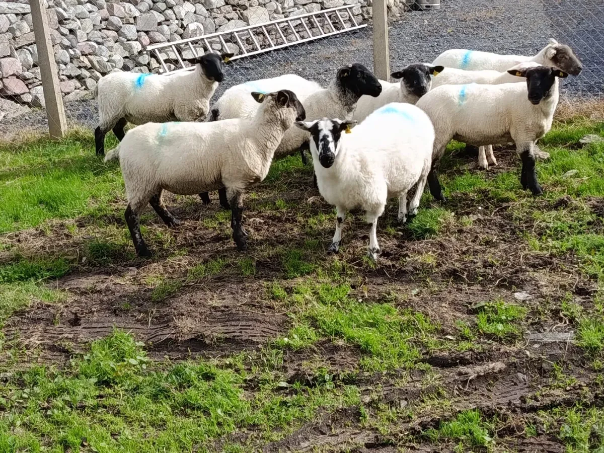 Cross breed hoggets - Image 1