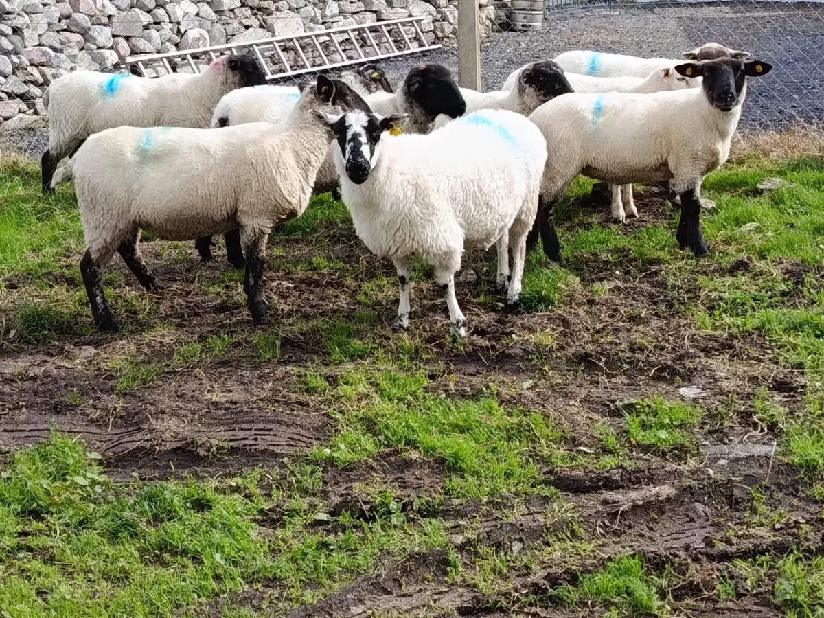 Cross breed hoggets - Image 2