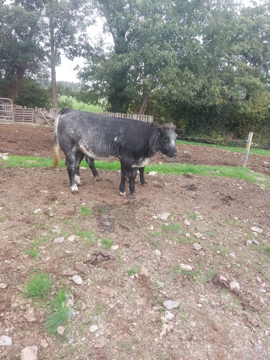 2 cow makers - Image 2