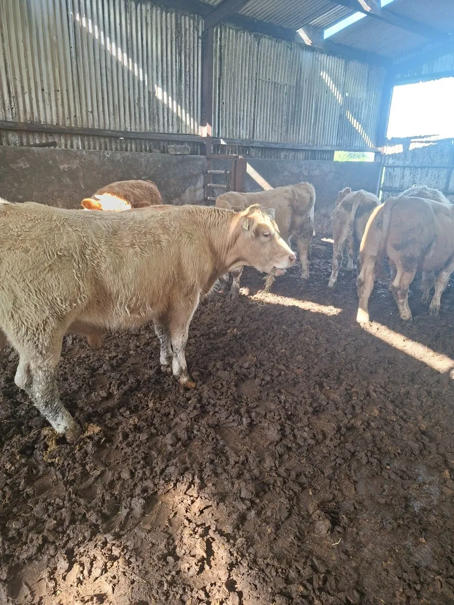 Charolais bullocks - Image 2