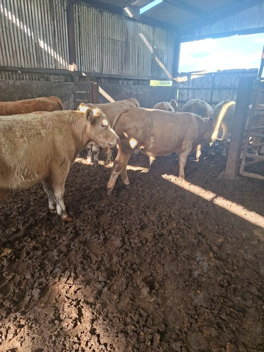 Charolais bullocks - Image 3
