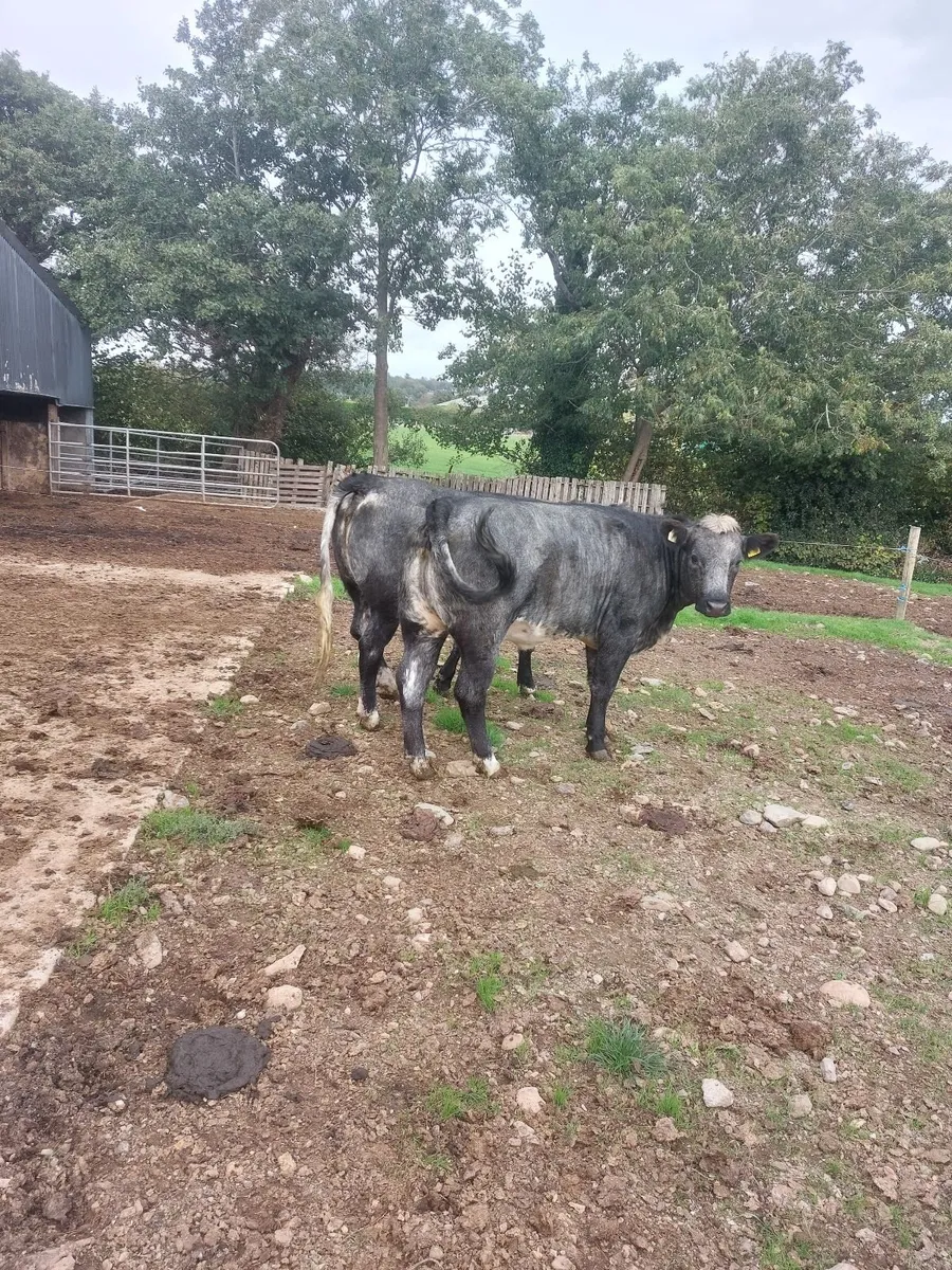 2 cow makers - Image 3