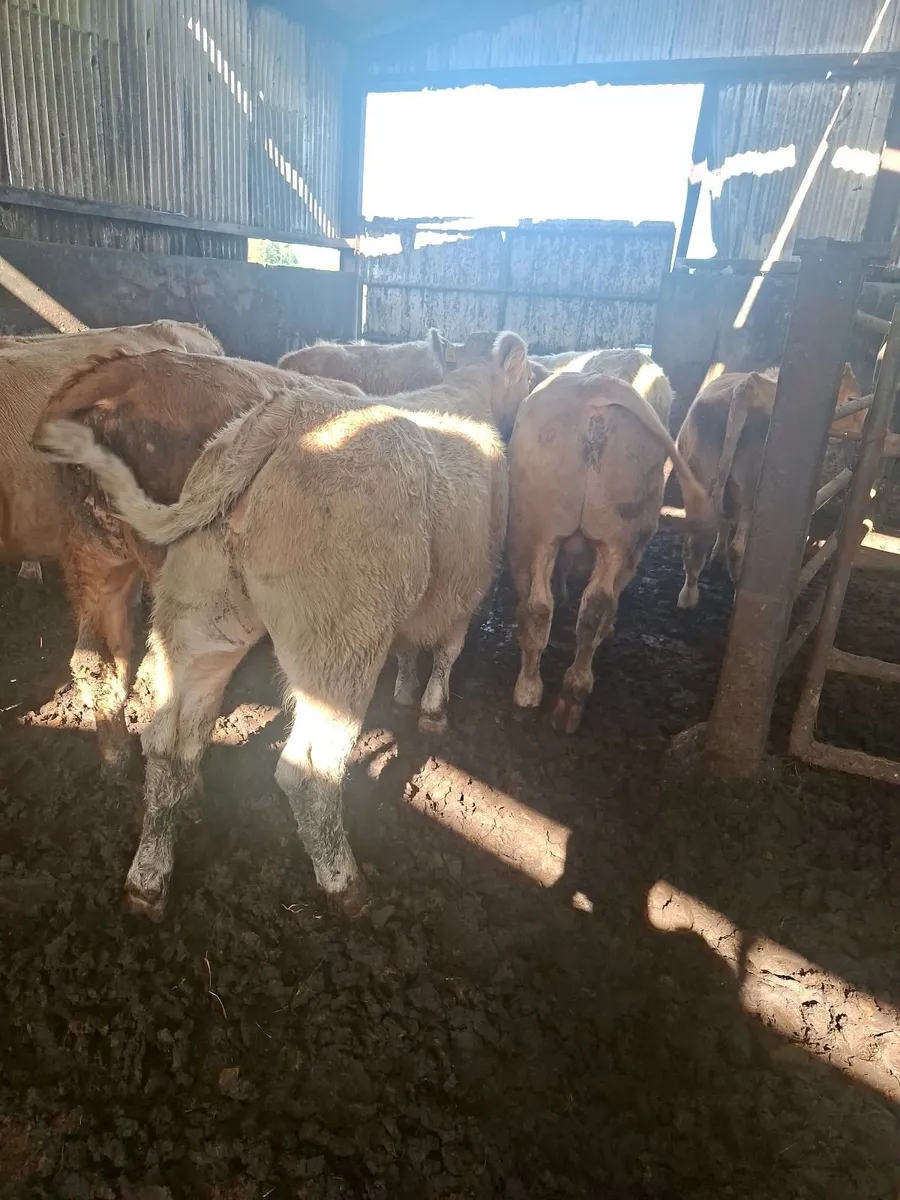 Charolais bullocks - Image 4