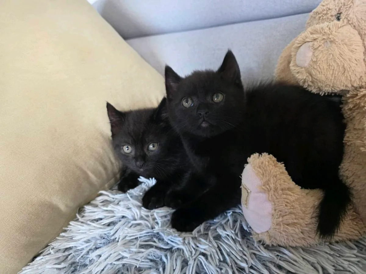 Lovely kittens for sale. - Image 2