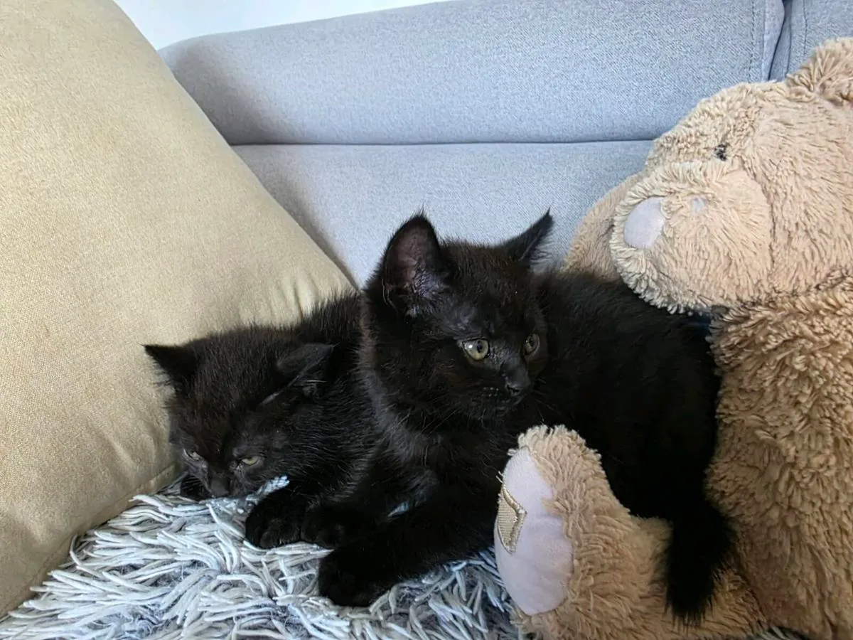 Lovely kittens for sale. - Image 3
