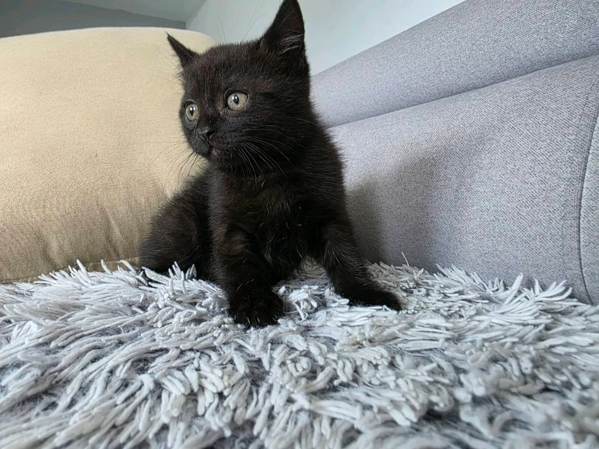 Lovely kittens for sale. - Image 4