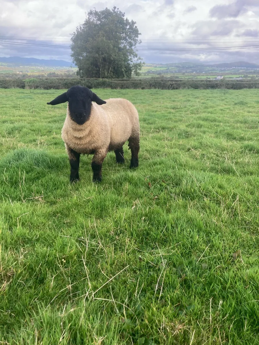 Suffolk ram lamb - Image 1
