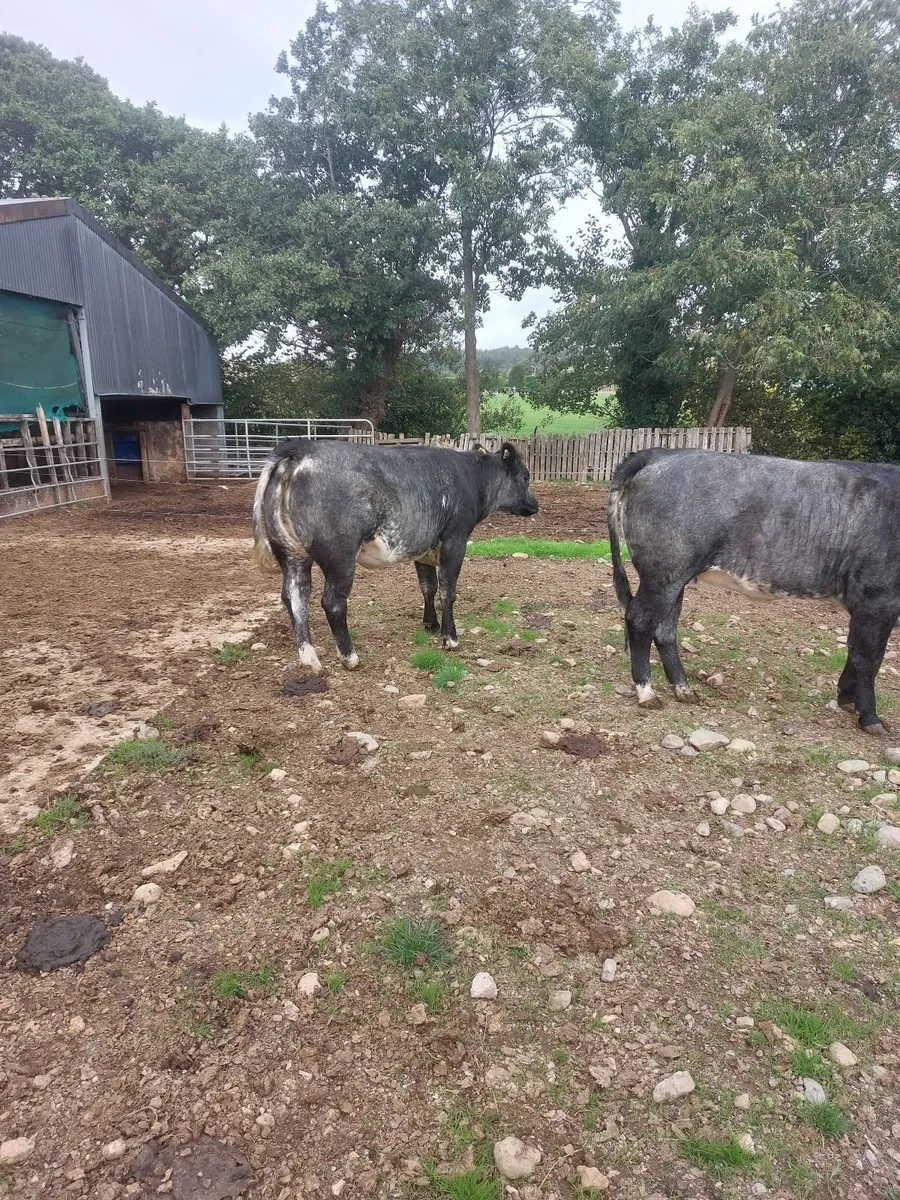 2 cow makers - Image 4