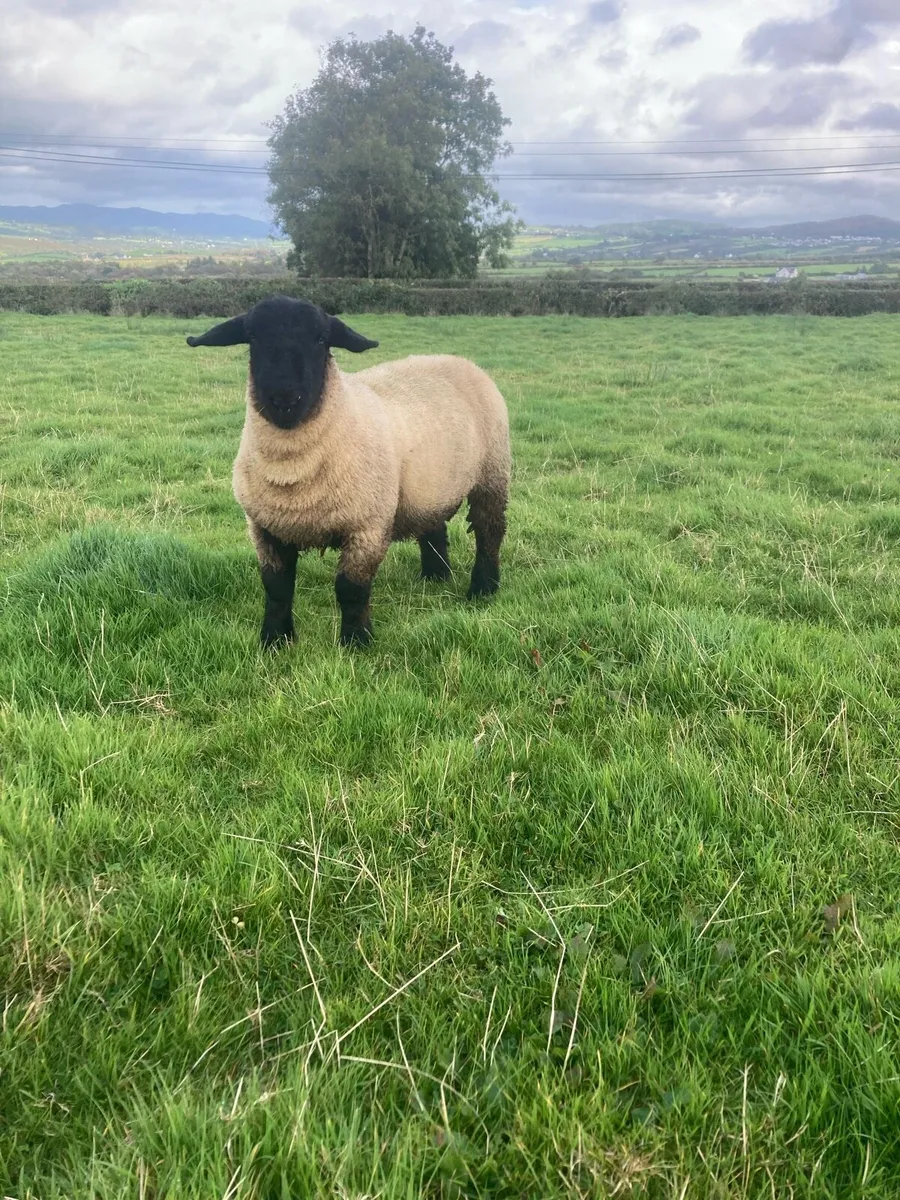 Suffolk ram lamb - Image 2