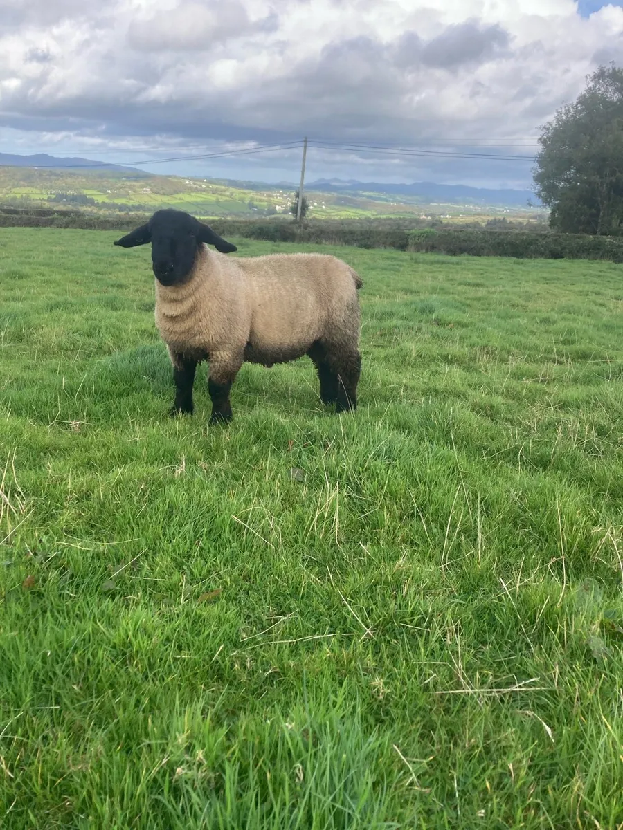 Suffolk ram lamb - Image 3