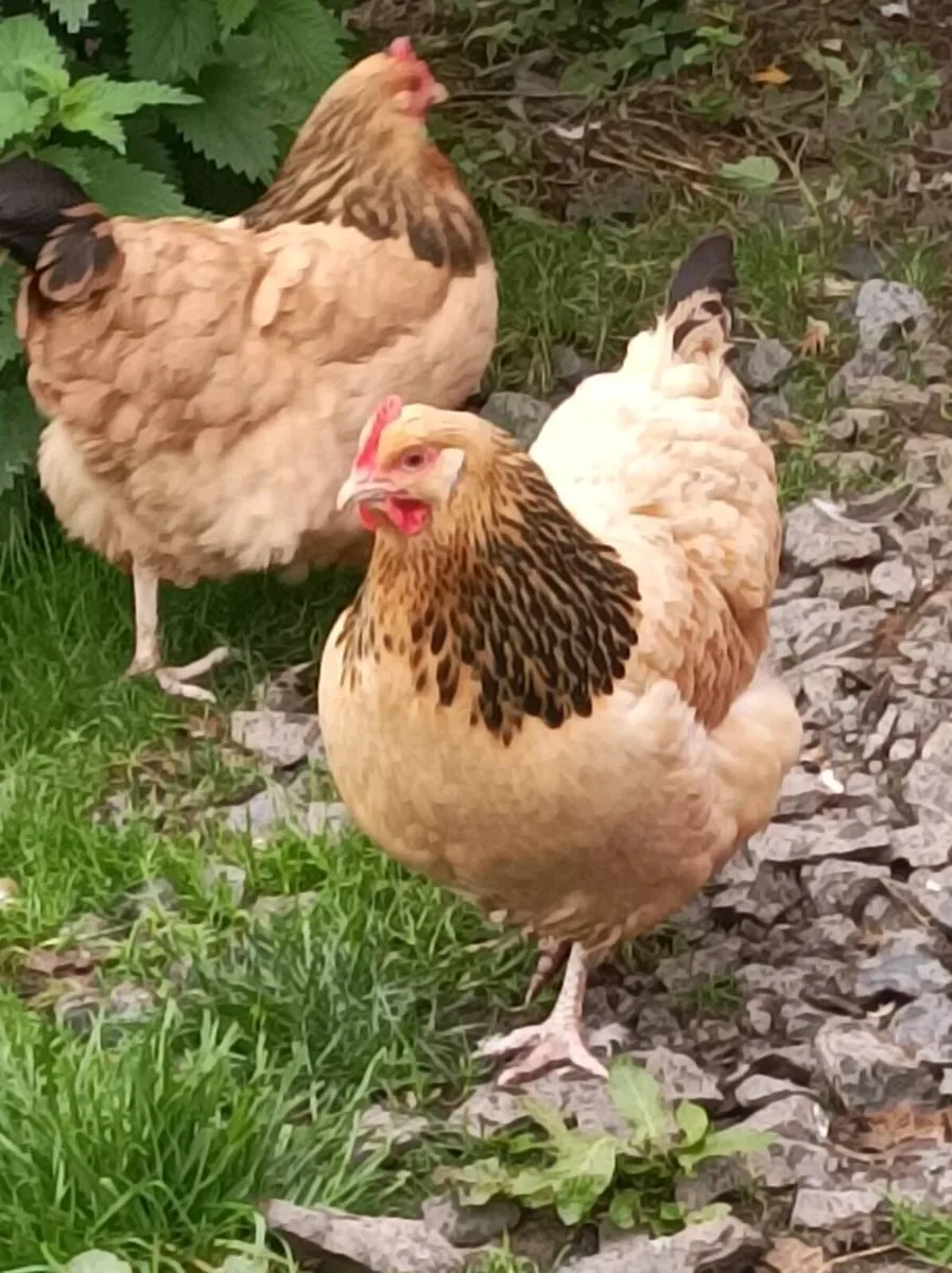 Poultry - Image 1