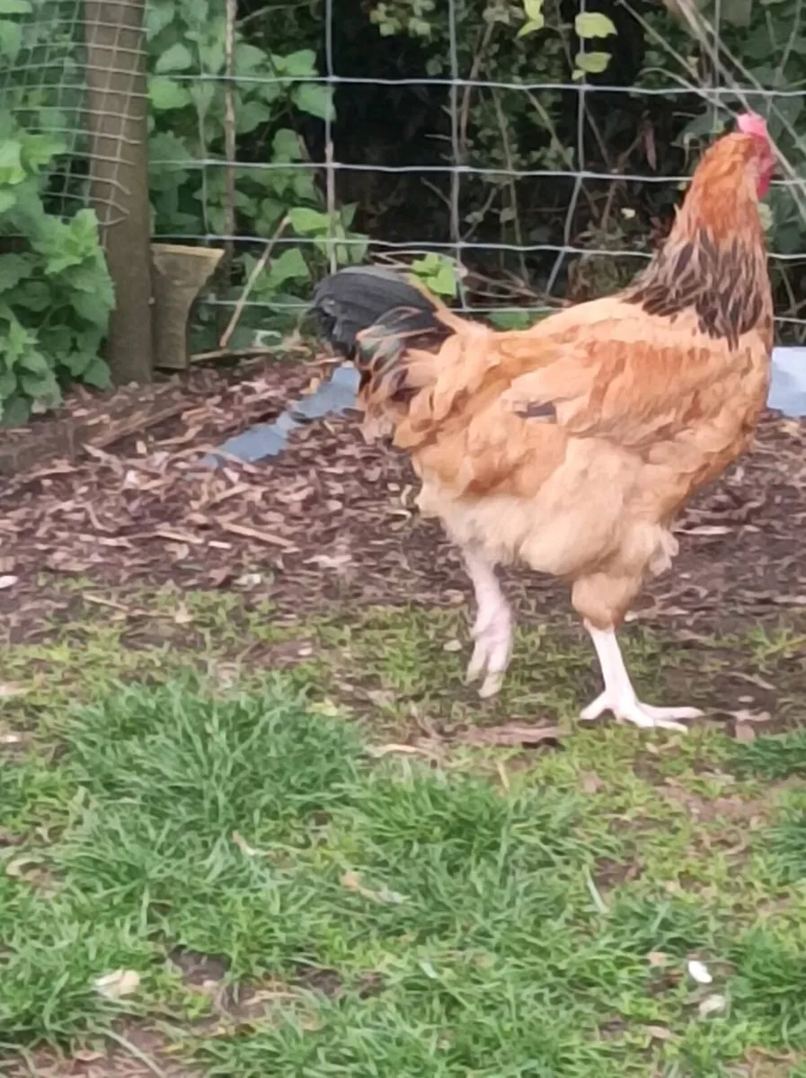 Poultry - Image 2