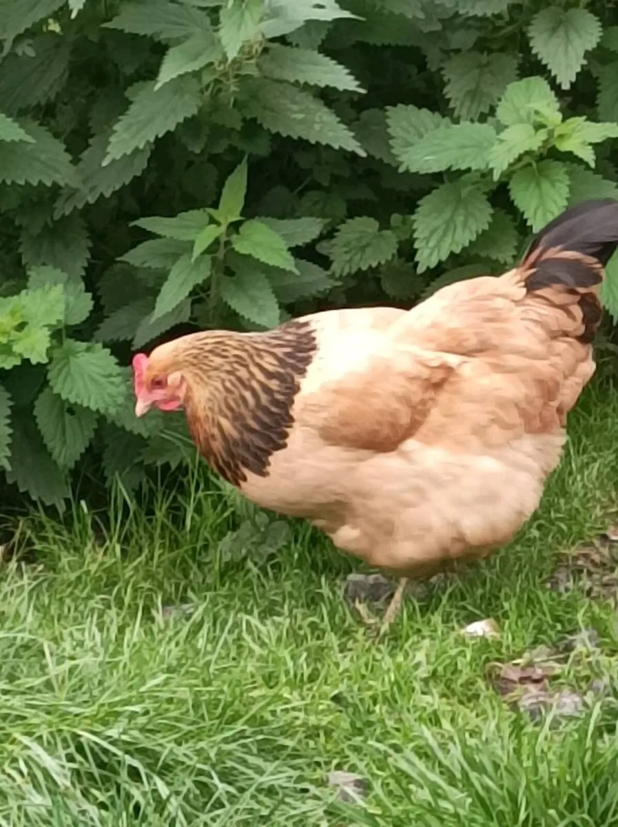 Poultry - Image 3