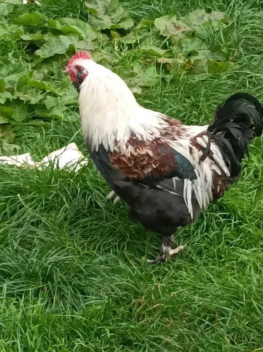 Poultry - Image 4