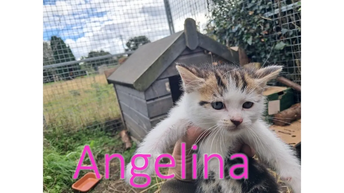 Kittens - Image 4