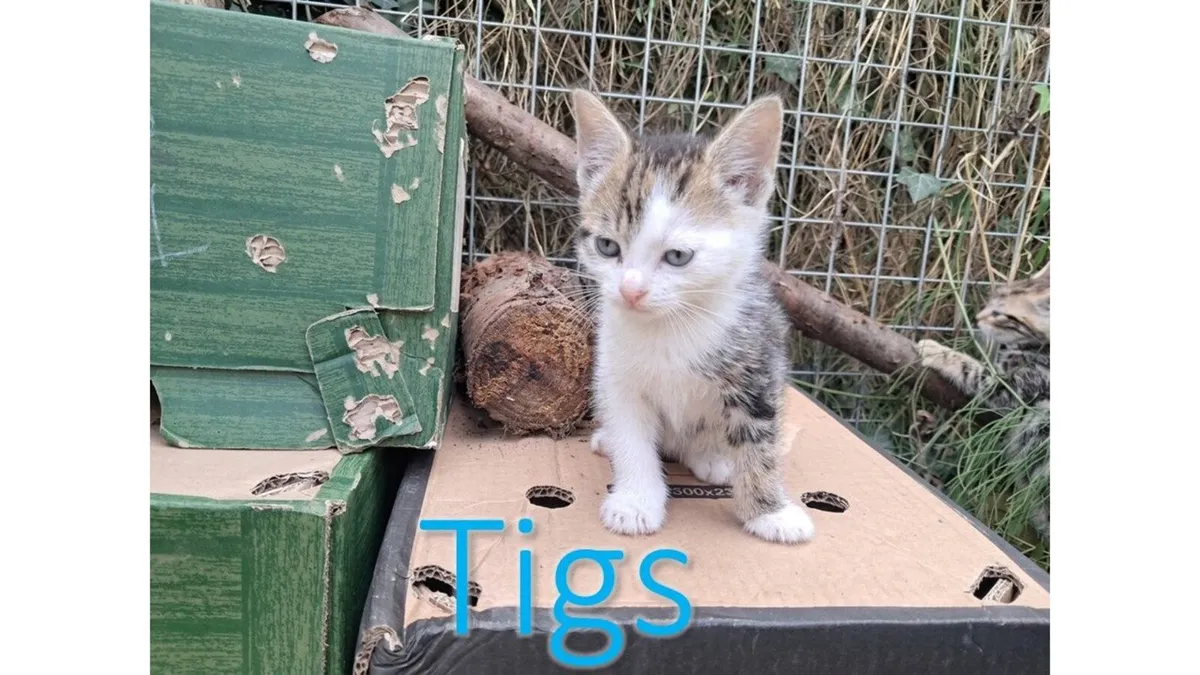 KITTENS FOR SALE - Image 2