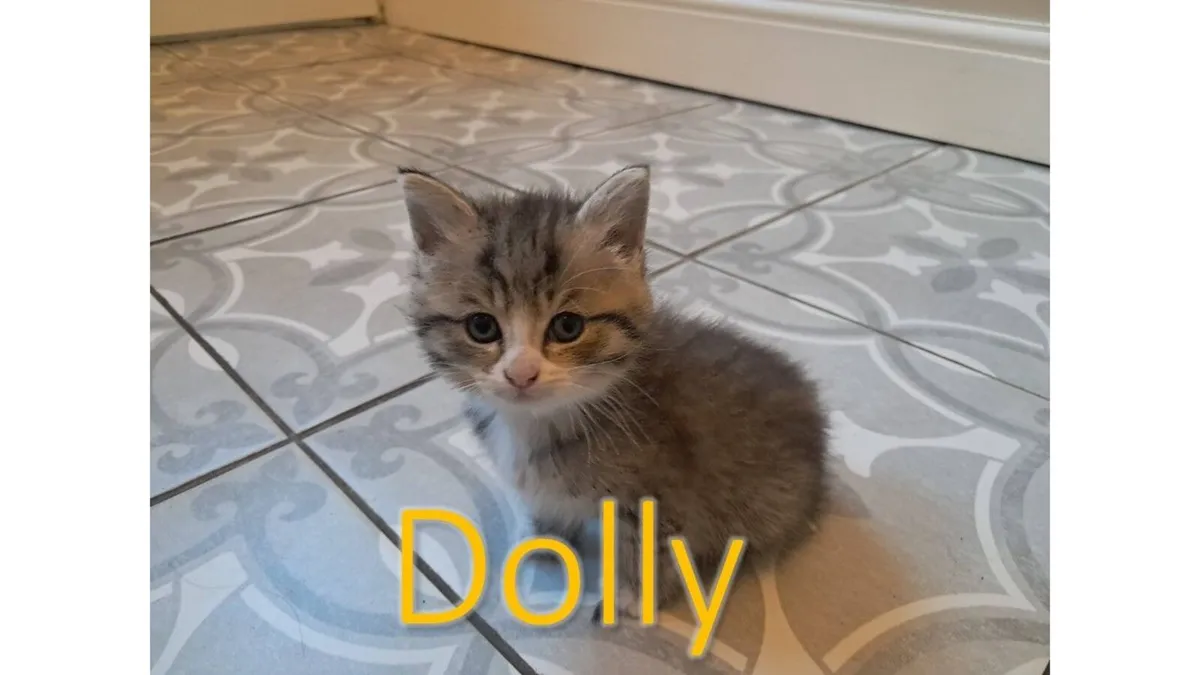 Kittens - Image 3