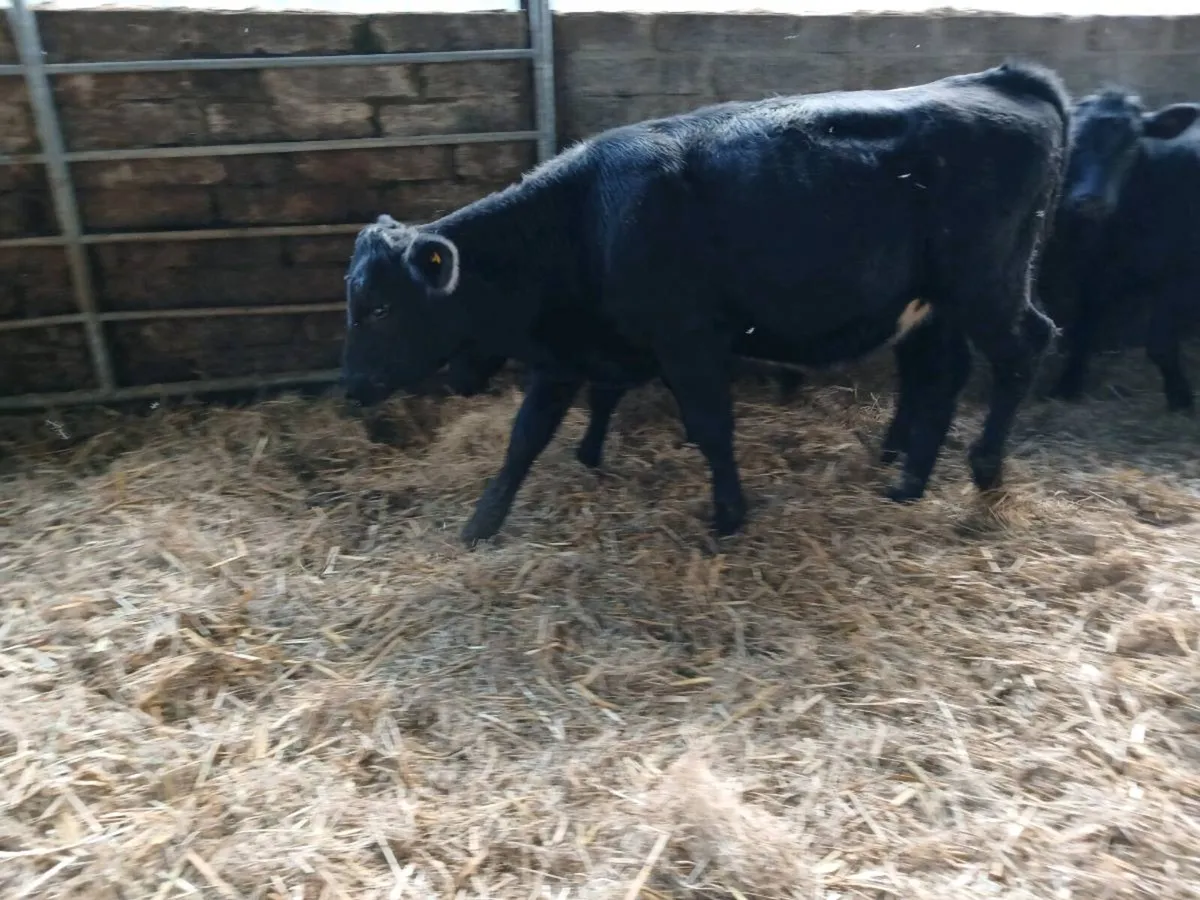 15 weaned heifers - Image 2