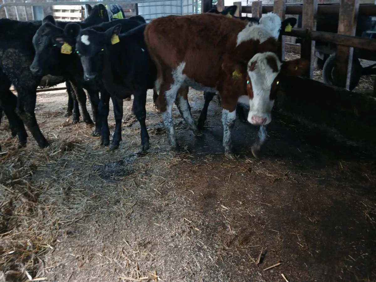 15 weaned heifers - Image 3
