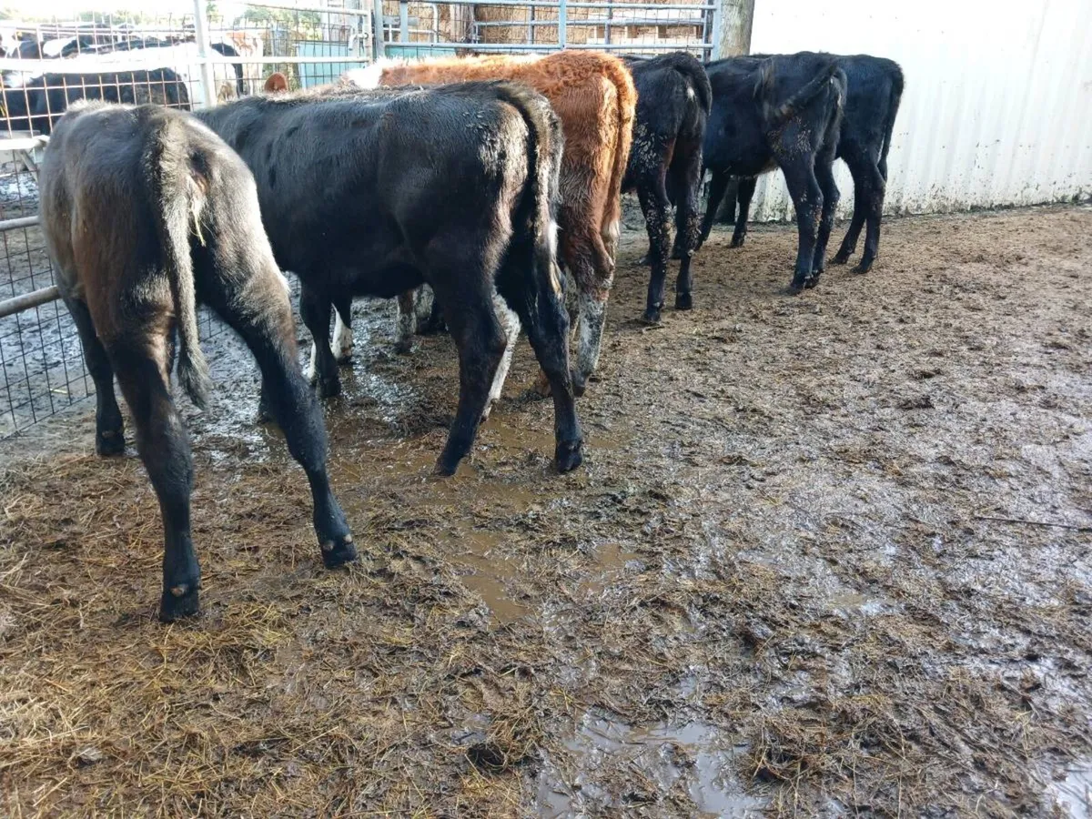 15 weaned heifers - Image 4