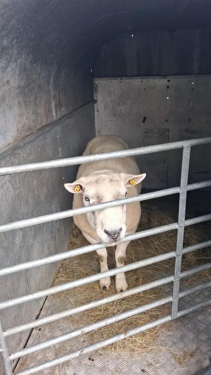 Texel ram - Image 1