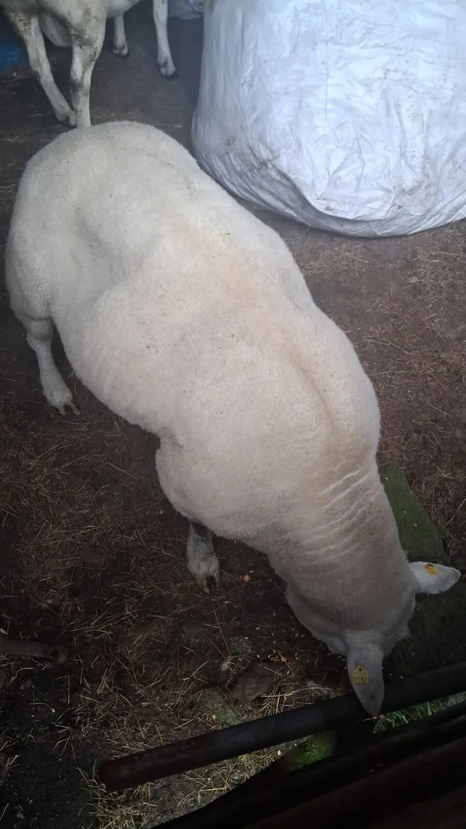 Texel ram - Image 2