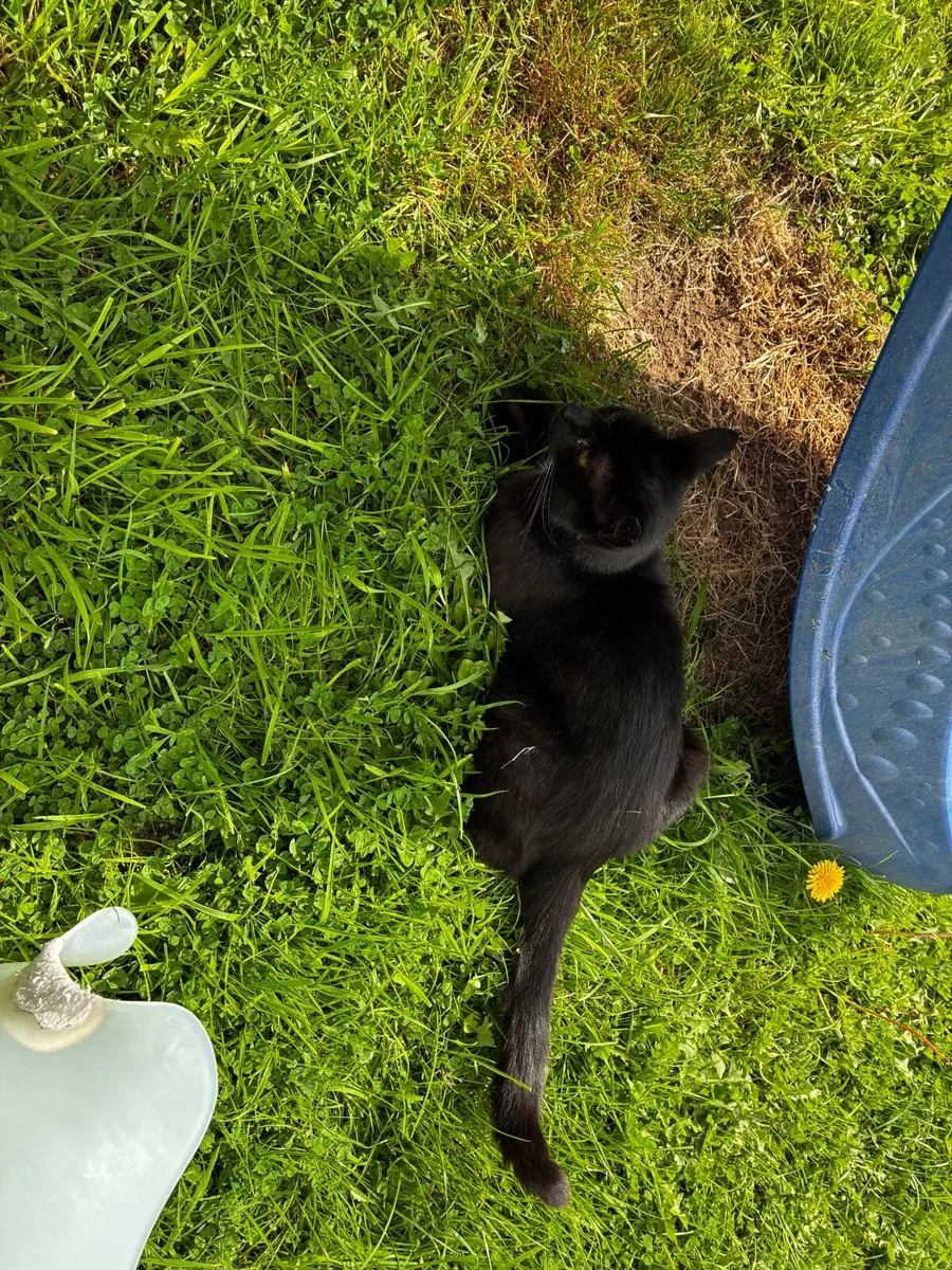 Kittens and cats - Image 4