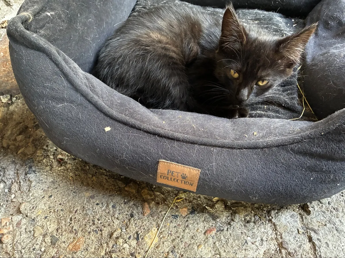 Kittens and cats - Image 2