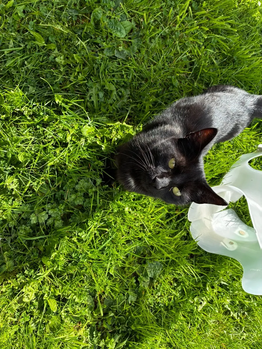 Kittens and cats - Image 3