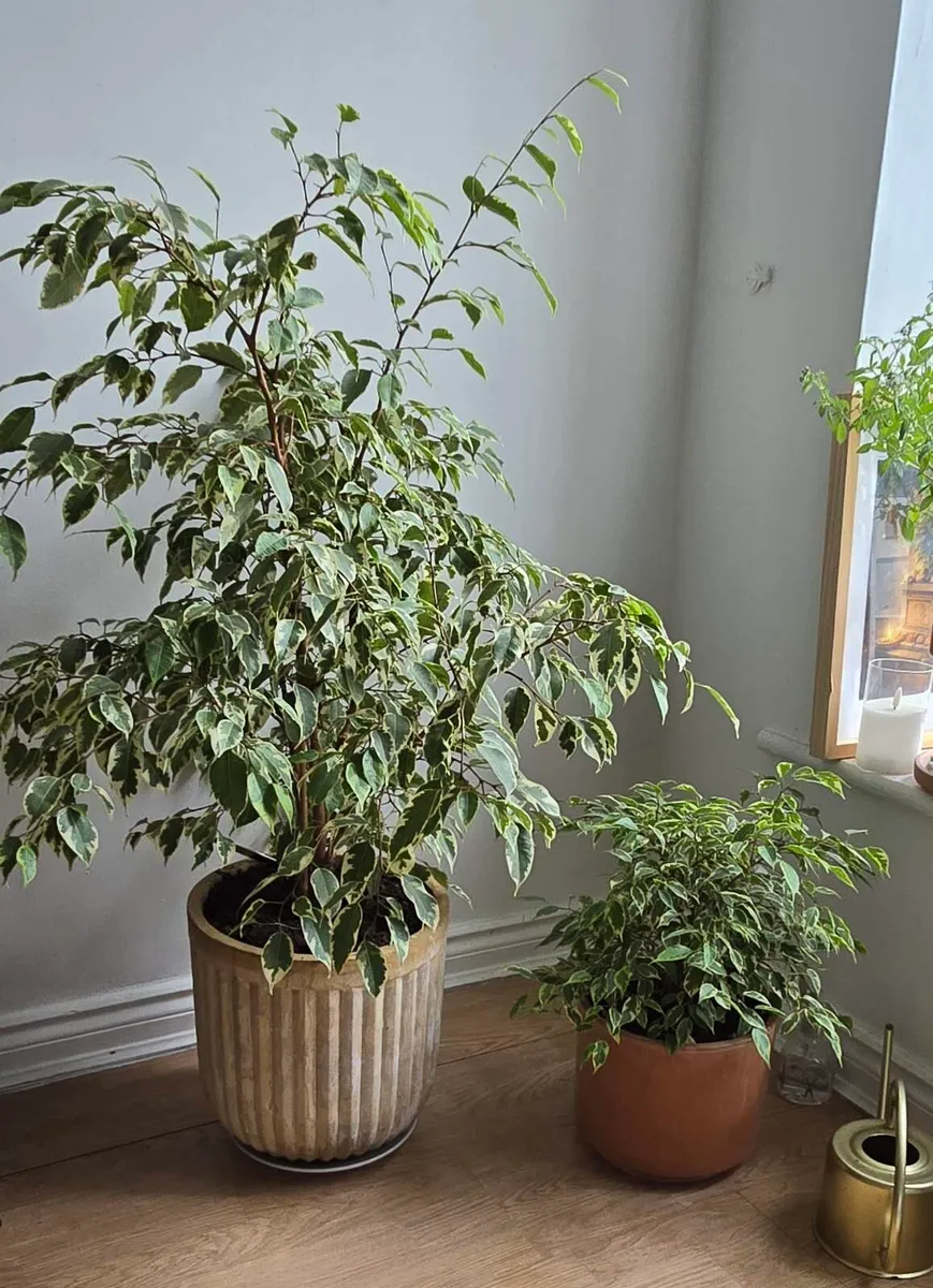 Indoor Plants - Image 1