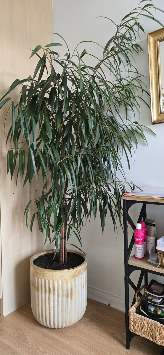 Indoor Plants - Image 2