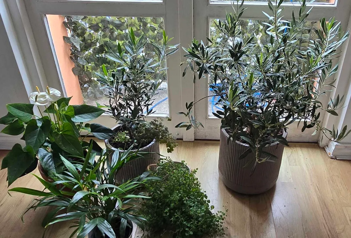 Indoor Plants - Image 3
