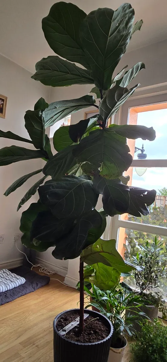 Indoor Plants - Image 4