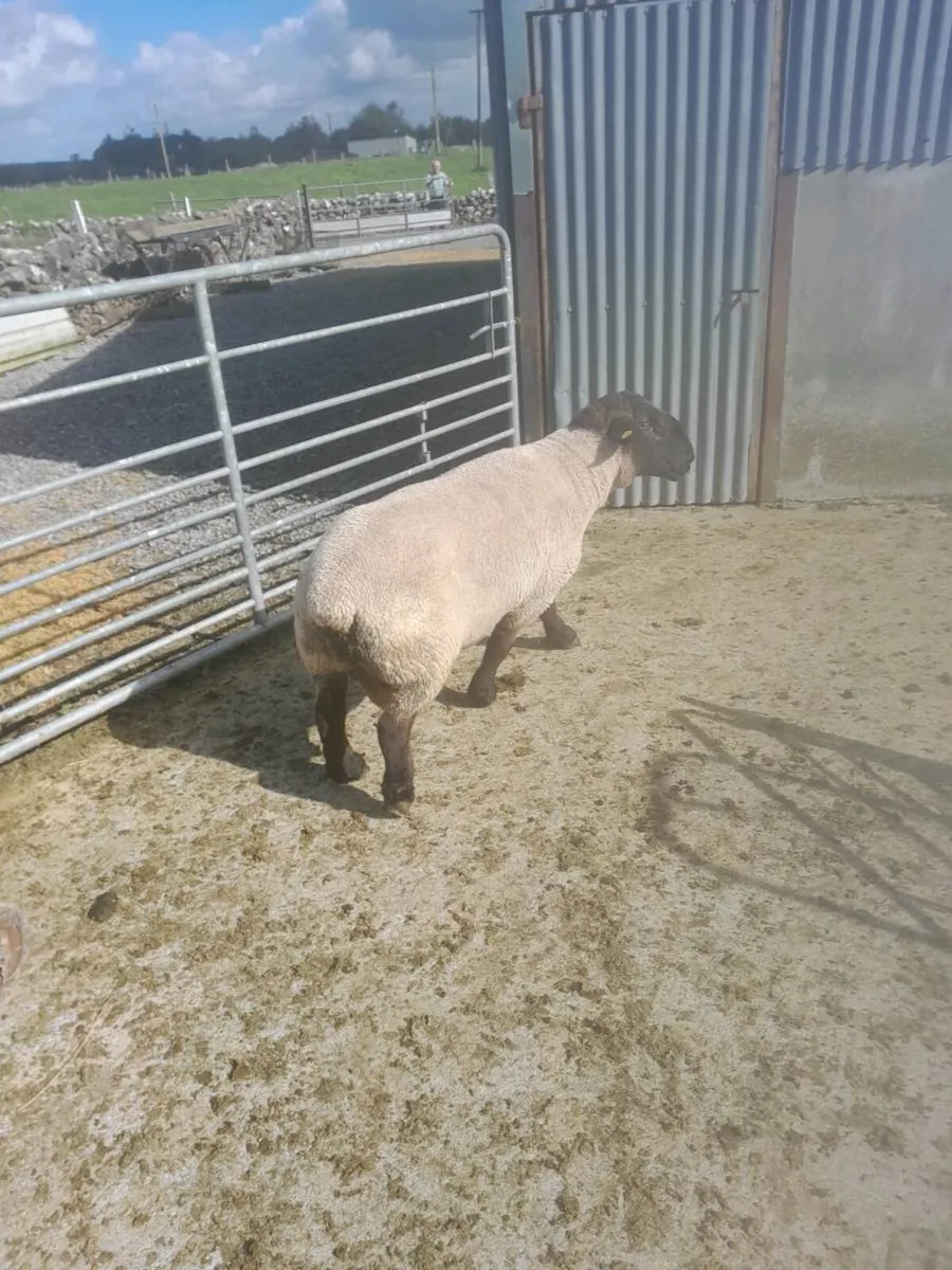 Registered PB suffolk ram - Image 3