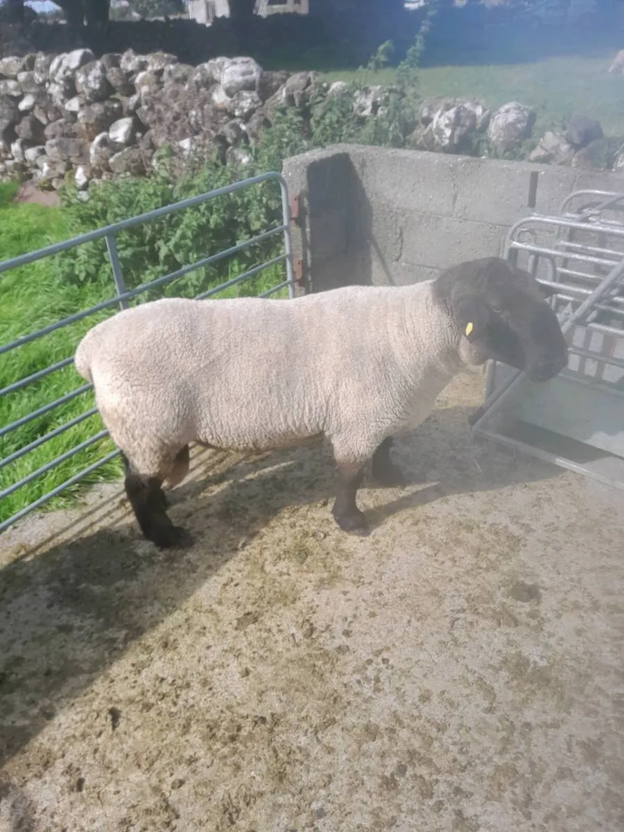 Registered PB suffolk ram - Image 2