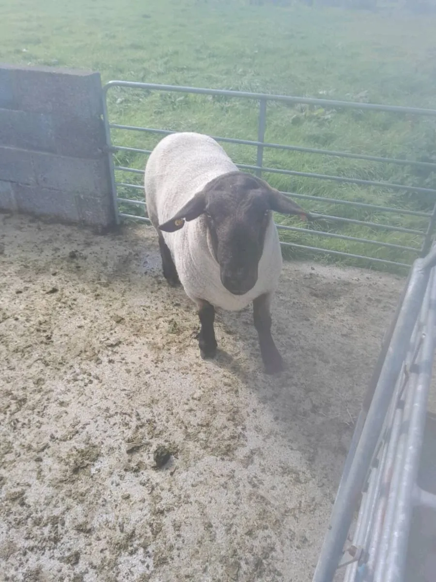 Registered PB suffolk ram - Image 1