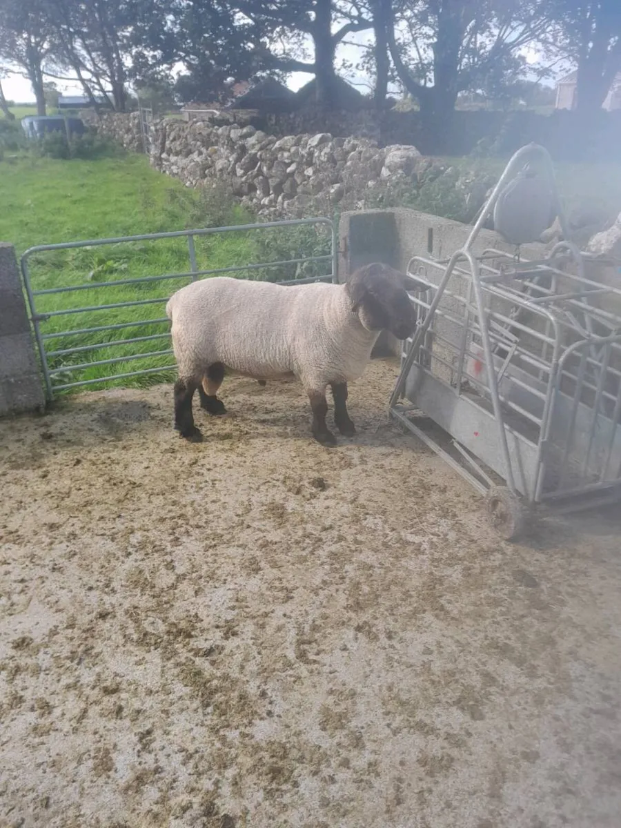 Registered PB suffolk ram - Image 4