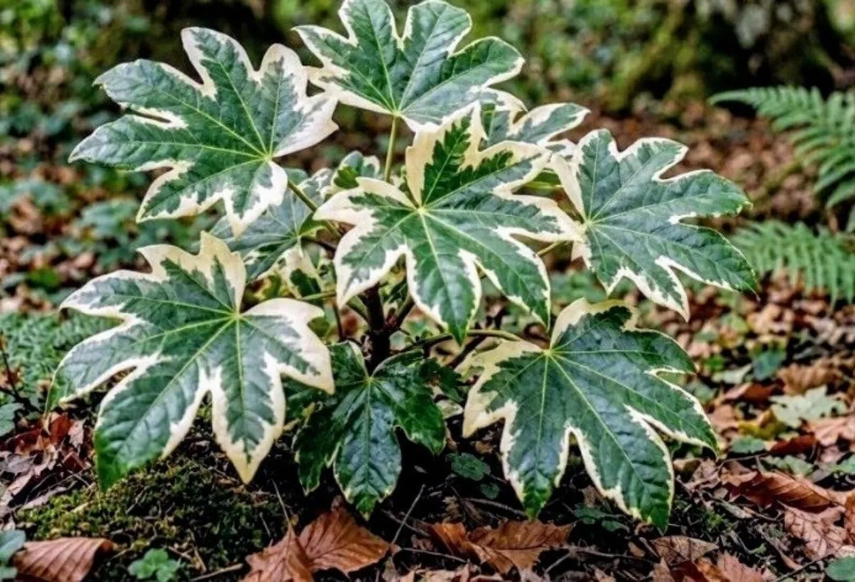 Fatsia Japonica Variegata