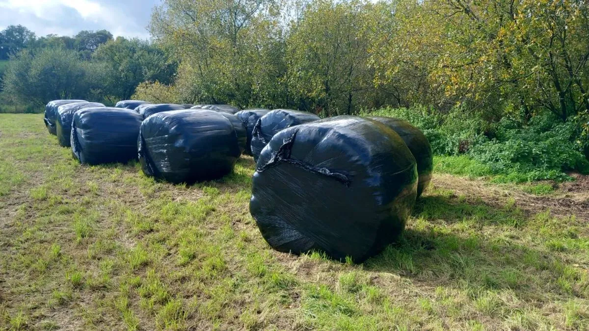 2nd Cut silage bales - Image 1