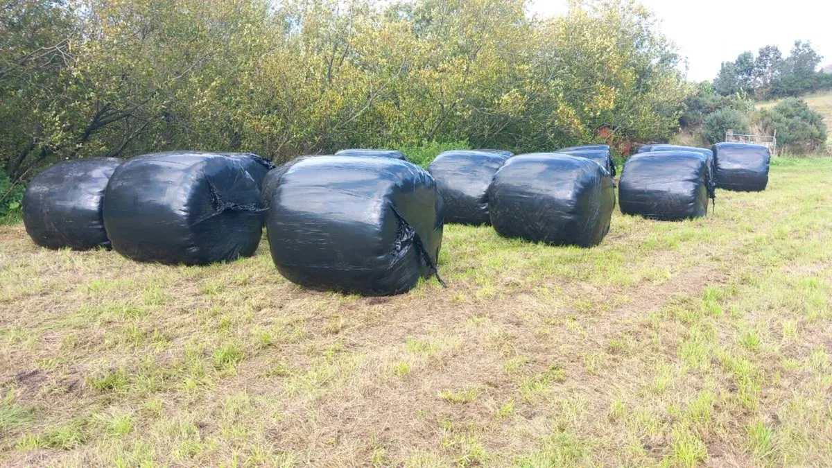 2nd Cut silage bales - Image 2