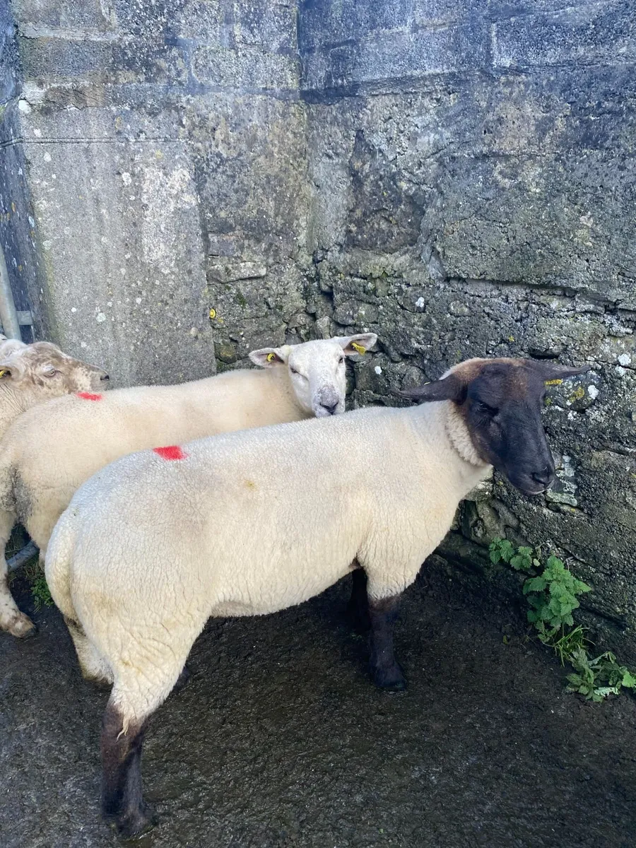 Ewe Hoggets - Image 1