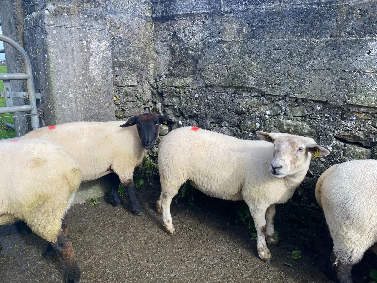 Ewe Hoggets - Image 2