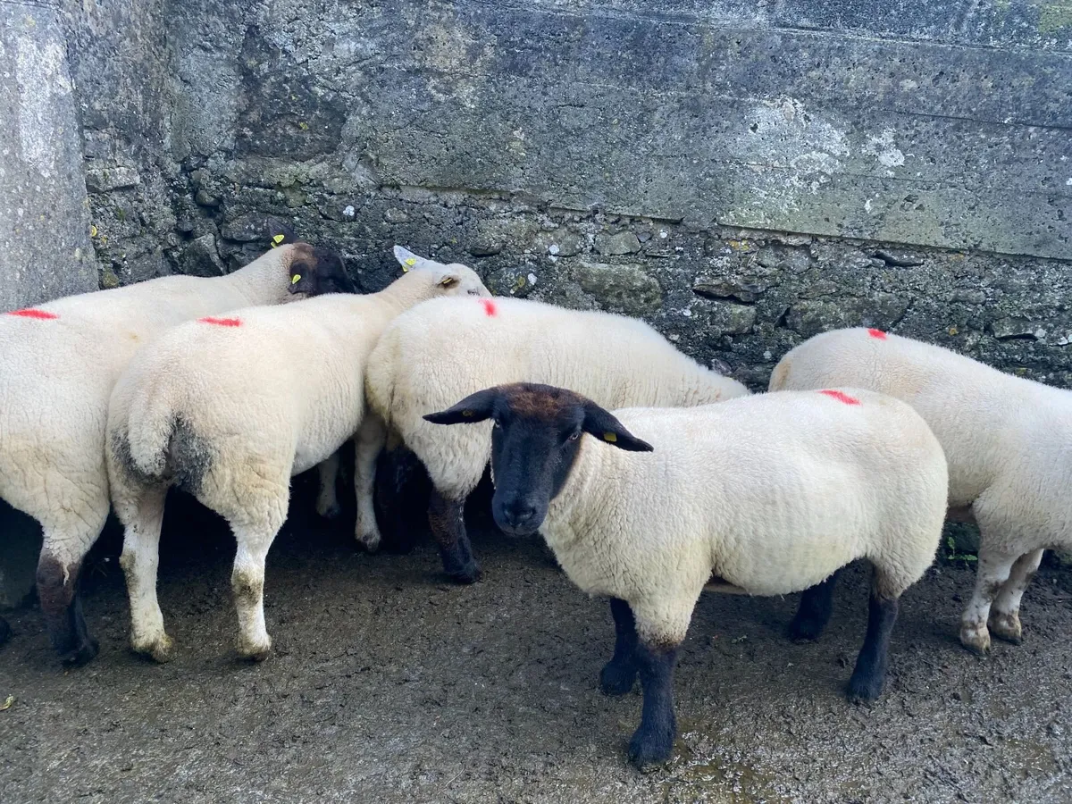 Ewe Hoggets - Image 4