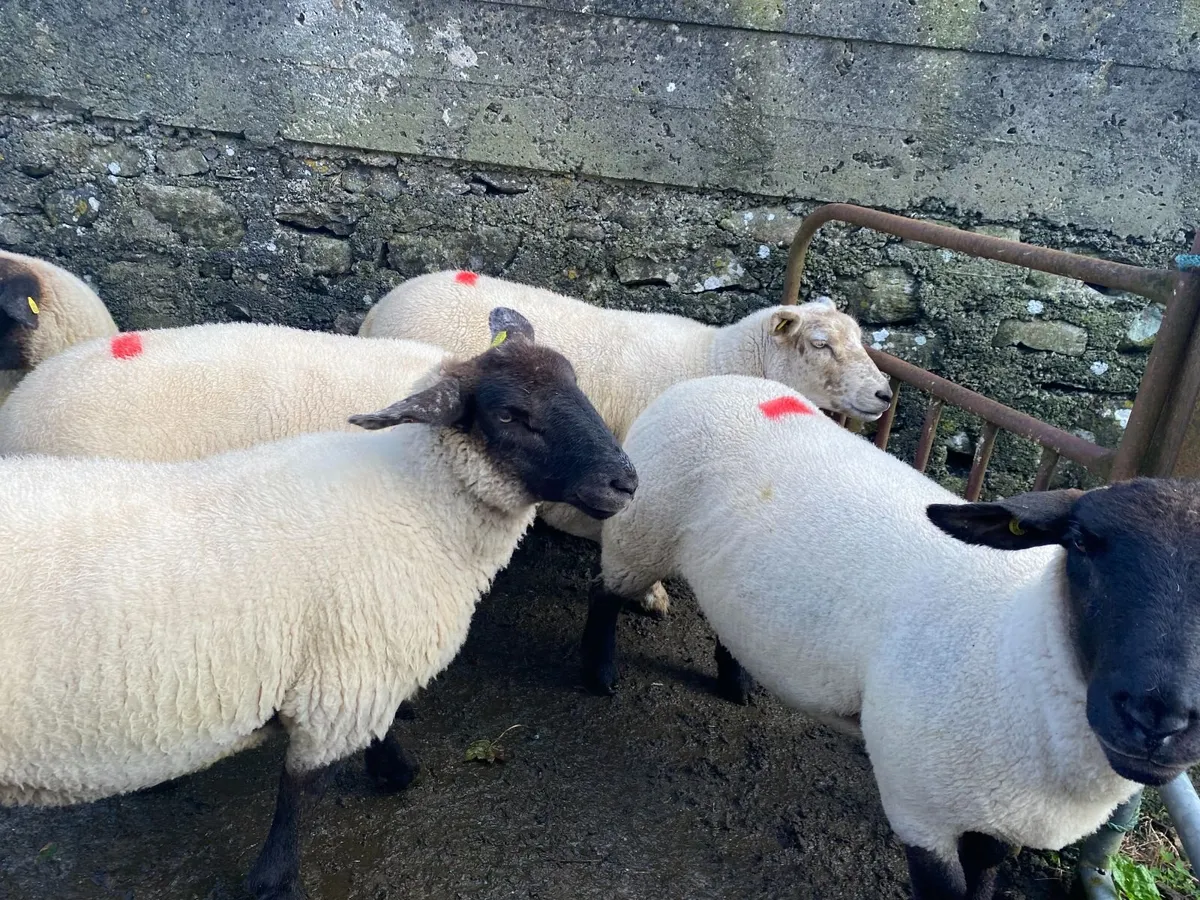 Ewe Hoggets - Image 3