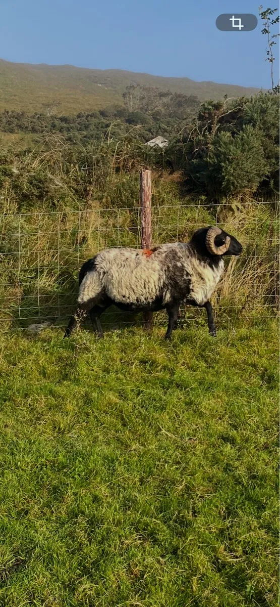 Mayo rams - Image 1