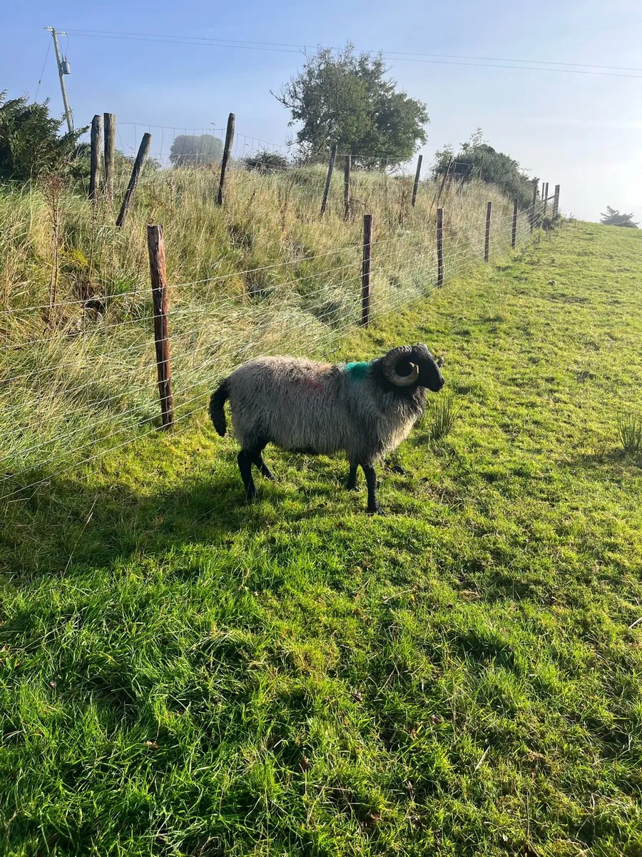 Mayo rams - Image 2